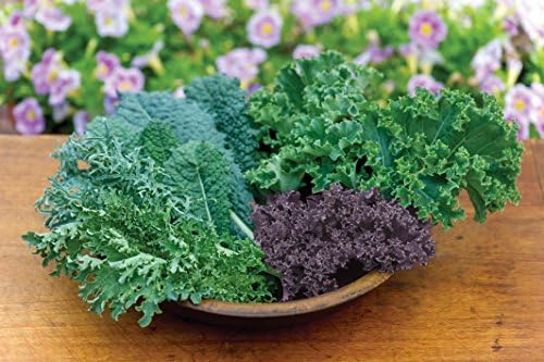 Burpee Kale Blend Kale Seeds 100 seeds - Image 2