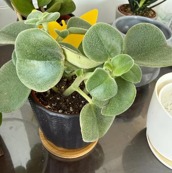 Variety of Peperomia Live Plant for Houseplant Tropical Shurb 4" Pot (Felted Peperomia Plant) - Image 6