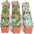 Shop Succulents Rosette Succulent Plant Pack Collection - Live Mini Succulent Plants, Low Maintenance, Floral Shaped Mix of Colors & Textures - Wedding and Party Favors, Gift & Garden, Pack of 12 by ShopSucculents