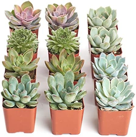Shop Succulents Rosette Succulent Plant Pack Collection - Live Mini Succulent Plants, Low Maintenance, Floral Shaped Mix of Colors & Textures - Wedding and Party Favors, Gift & Garden, Pack of 12 by ShopSucculents