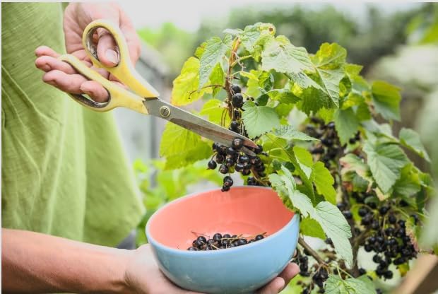 Black Currant Bush Live Plant – Ribes nigrum – Edible Berry Shrub – 2 Year Plant 8–18” Tall – Cold Hardy Fruit Bush - Image 4