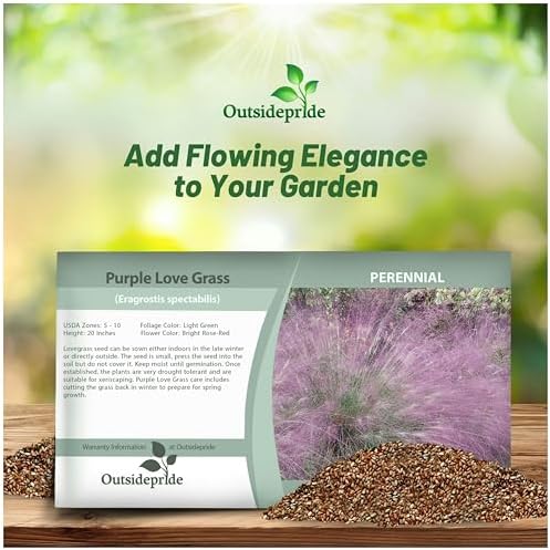 Outsidepride 500 Seeds Perennial Eragrostis Spectabilis Ornamental Love Grass Seed for Planting - Image 4
