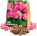 25 Pink Ranunculus Bulbs for Planting, Peony Perennial Flower by AVERAR