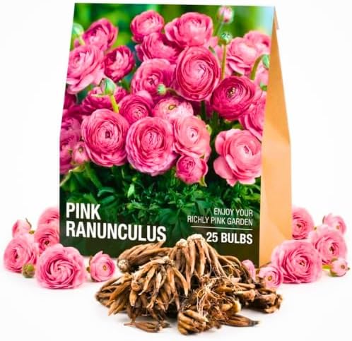25 Pink Ranunculus Bulbs for Planting, Peony Perennial Flower by AVERAR