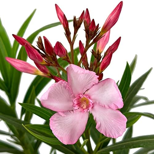 Hardy Pink Oleander, Live Evergreen Flowering Shrub, 3 Gallon - Image 4