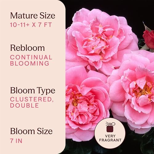 Heirloom Climbing Roses, Live Own Root Plant, Viking Queen - Image 6
