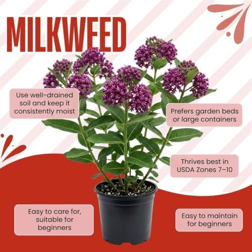 Set of 2 Purple Milkweed Live Plant 4-6" Tall, Dormant in Winter - Image 2