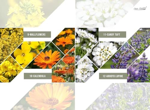 California Wildflower Mix - 7,500 Seeds - 17 Varieties - No Fillers, Open Pollinated and Non GMO, Perennial and Annual Garden Flowers, Attracts Bees and Butterflies - Image 7