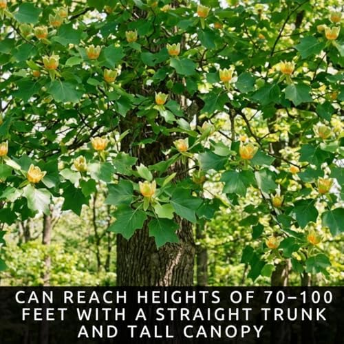 Tulip Poplar Live Tree Plants for Growing – Liriodendron tulipifera – Fast Growing Shade Trees with Tulip Flowers – Bare Root Trees for Planting Outdoors (2 Trees) - Image 2
