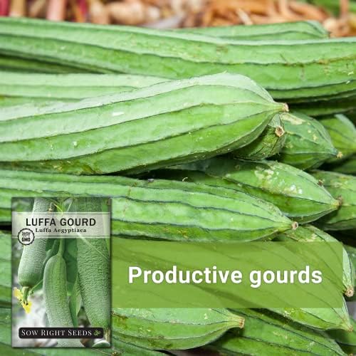 Sow Right Seeds - Luffa Gourd Seed for Planting Loofah Natural Sponge 3pk - Image 5