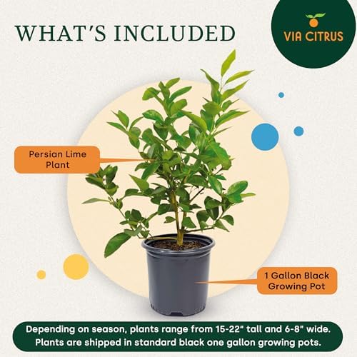 Persian Lime Tree Live Plant 13-22" Tall, 1 Gallon Pot by Via Citrus - Image 3