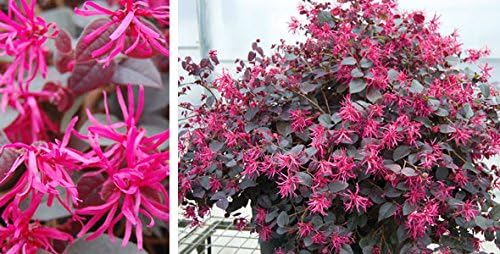 Plum Delight Loropetalum (Chinese Fringe) - Live Plant - (1 QT) - Image 3