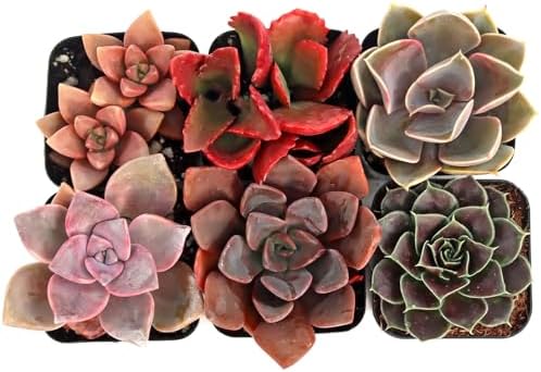 Mountain Crest Gardens Pink, Purple & Red Succulent Pack - 6 Live Plants in 2 Inch Pots - Real Succulents for Indoor/Outdoor Decor, DIY, and Gifts by MountainCrestGardens