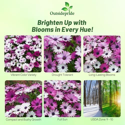 Outsidepride Akila Mix Osteospermum African Daisy Seeds - 20 Pcs. Perennial Flower Seeds for Planting Outdoors with Long-Lasting Blooms, Drought-Tolerant, Easy to Grow for Sunny Gardens & Borders - Image 2