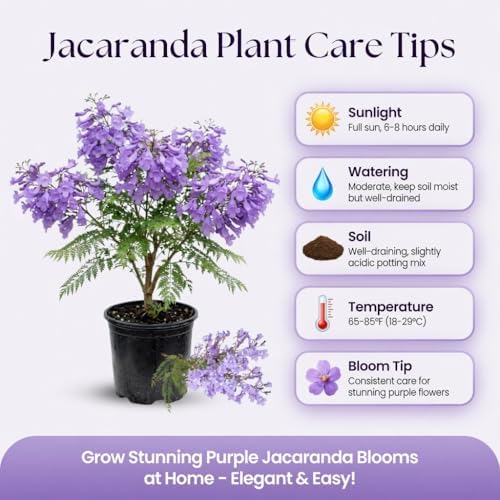 Jacaranda Tree Live Plant, 4-6 Inches Tall, - Image 2