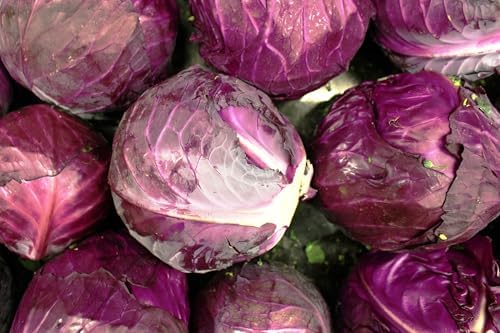 6000+ Red Acre Cabbage Seeds for Planting - Heirloom Non-GMO - Image 7