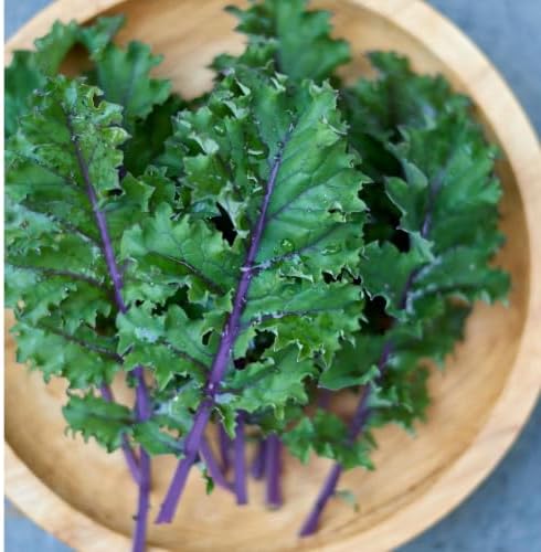 Red Russian Kale Seeds for Planting - Heirloom Non GMO - Image 6