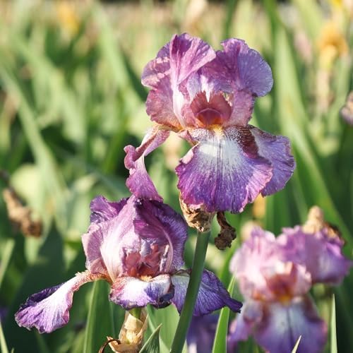 Easy to Grow Bearded Iris Wine Festival 9 Plant Bulbs - Multicolor Lavender & Plum Flowers Spring to Fall, Full Sun Low Maintenance Zones 3-10 - Image 3