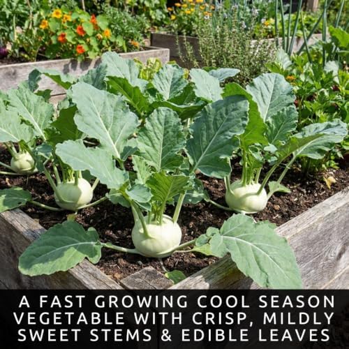 White Kohlrabi Seeds for Planting | 100 Seeds | Crisp Garden Vegetable - Image 2