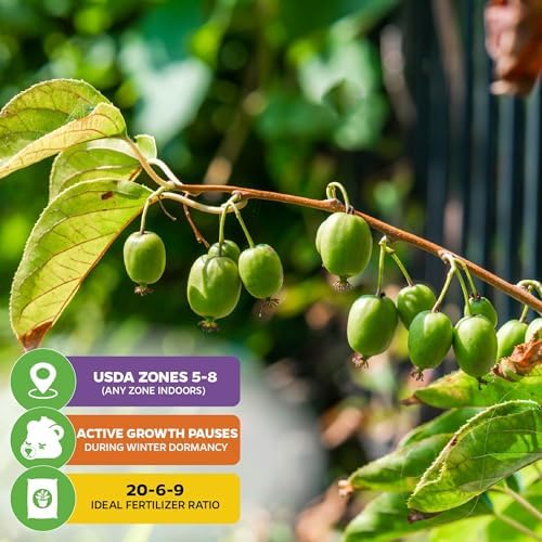 Issai Kiwi Berry Vine (1-Pack) Live Plant by Wellspring Gardens - Image 5