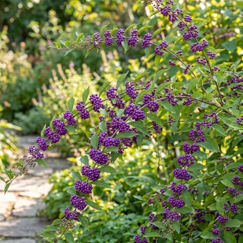 Purple Beautyberry Shrub Live Plant, Purple Berries, 4'' Pot - Image 2