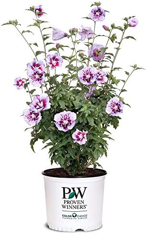 Proven Winners 2 Gal. Purple Pillar Rose of Sharon (Hibiscus) Shrub by Unknown