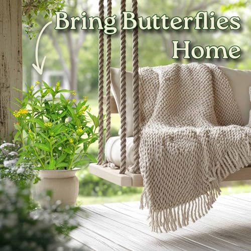 Live Yellow Milkweed Plant (Asclepias Curassavica) – 3 Gallon Pot, 28–34” Tall – Butterfly Host & Pollinator Attractor for Outdoor Gardens, Monarch Habitat Native Perennial, Grown in the USA - Image 4