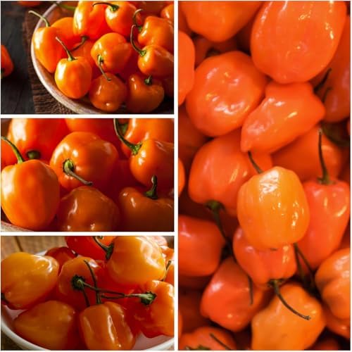 150 Orange Habanero Pepper Seeds - Heirloom Non-GMO, Super Hot Chili for Planting, Ideal for Hot Sauce, Salsas, and Home Gardens – High Scoville Rating - Image 2