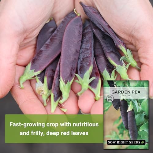 Sow Right Seeds - Desiree Pea Seed for Planting Outdoor Purple Snap Peas - Image 3