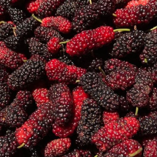 Illinois Mulberry Tree Live Plant, 5-8" Mulberry Starter Plant - Image 6
