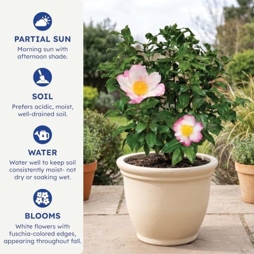 Hana Jiman Camellia, Live Evergreen Flowering Shrub, 3 Gallon - Image 6