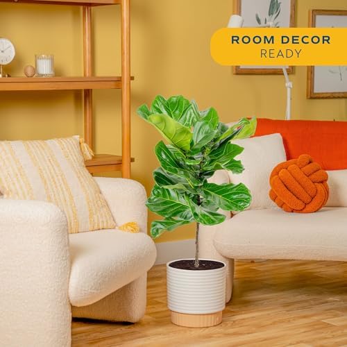 Costa Farms Fiddle Leaf Fig Tree, Live Indoor Plant, Large, 3-4 Ft. Tall - Image 2
