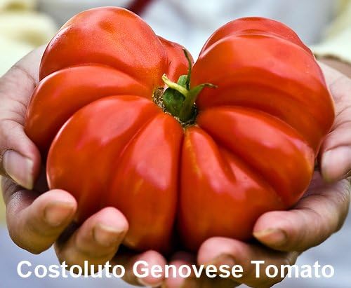 Mixed Seeds 30 Giant Tomato Seeds Mix of 19 Varieties Heirloom Non-GMO - Image 7