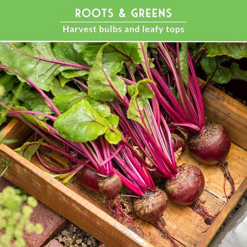 Beet Seeds 4 Variety Pack for Planting - Root Vegetables - Image 4
