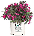 Proven Winners - Weigela Florida Spilled Wine (Weigela) Shrub, Pink Flowers, #3 - Size Container by GreenPromiseFarms