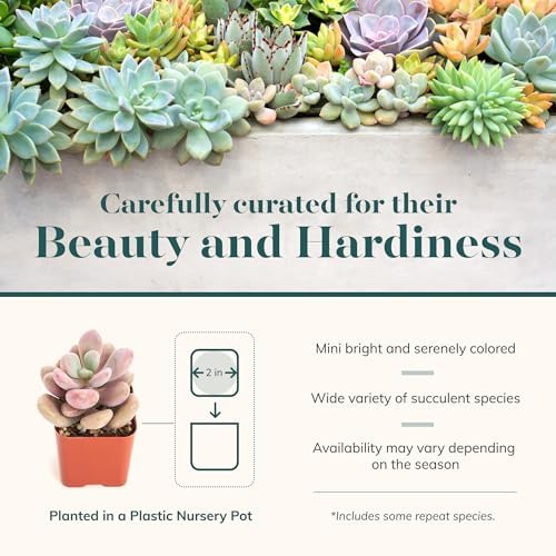 Shop Succulents Pastel Succulent Plant Pack Bulk Collection - Live Mini Succulent Plants, Low Maintenance, Bright & Serene Colors & Textures - Wedding and Party Favors, Gift & Garden, Pack of 16 - Image 4
