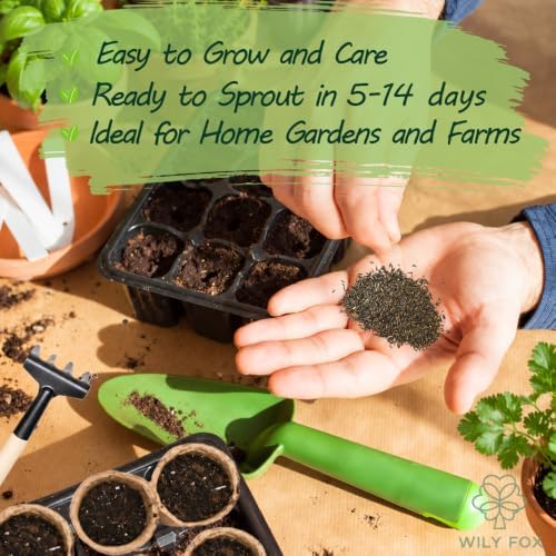 Statice Mixed Seeds for Planting, Limonium sinuatum, Heirloom Non-GMO Sea Lavender Flower Seeds, High Germination Colorful Annual Cut Flower for Dried Bouquets Borders and Cottage Gardens, 1000 Count - Image 4