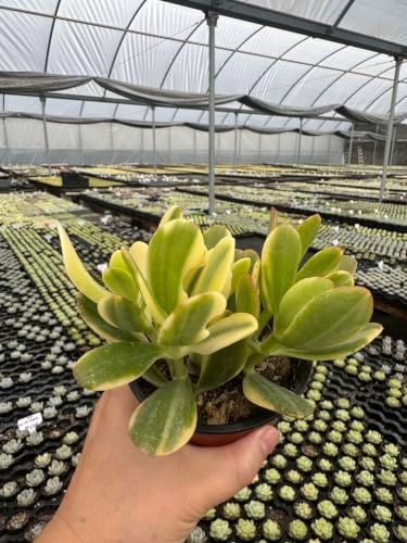 Live Succulent Crassula ovata cv. Lemon & Lime, Tricolor Jade Plant - Image 3