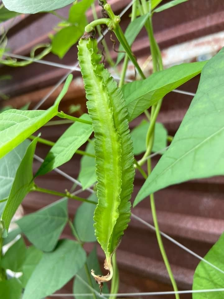 100+ Premium Winged Bean Seeds – Easy to Grow Dragon, Goa & Manila Varieties – Heirloom Non-GMO High-Yield Vegetable Seeds for Home Gardens & Backyard Planting - Image 4