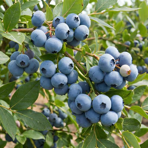 Austin Blueberry Live Plant, Hardy Fruit Bush, 1-2 Ft Tall, Gallon Pot - Image 6