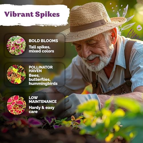 3,200 Rainbow Coleus Mix Seeds for Planting, Plectranthus Scutellarioides - Image 4