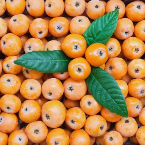 Golden Loquat Fruit Tree Live Plant, Garden Orchard Fruit Tree, 4 Inch Pot - Image 3