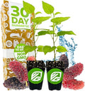 Dwarf Everbearing Black Mulberry Tree (2-Pack) by Wellspring Gardens by WellspringGardens