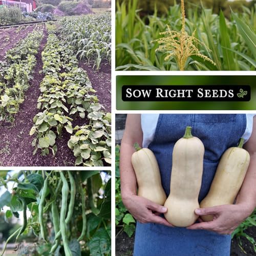 Sow Right Seeds - Three Sisters Seed Collection for Planting Home Garden - Image 4