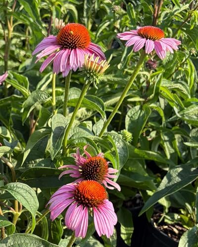 Perennial Farm Echinacea (Coneflower) – Live Perennial Vibrant Daisy-Like Blooms, Pollinator Friendly, Drought Tolerant, Long Blooming, Great for Borders & Sunny Gardens (Magnus, 1 Quart) - Image 3