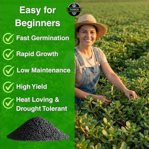 3000+ Purslane Heirloom Vegetable Seeds for Planting, Portulaca Oleracea - Image 6