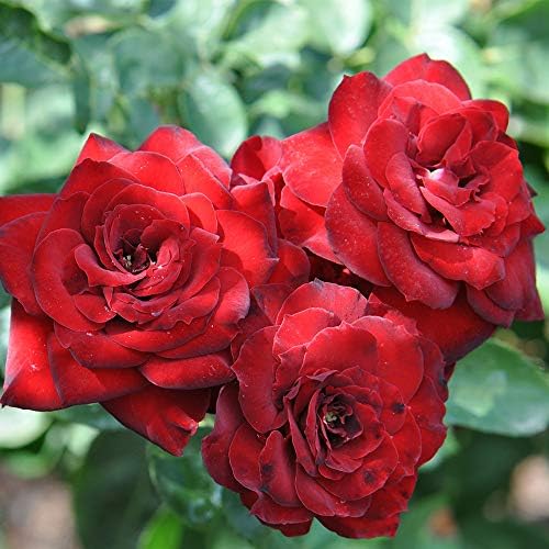 Heirloom Shrub Roses, Live Own Root Plant, Black Ice™ - Image 2