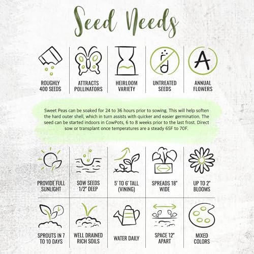 Seed Needs Flower Seeds to Plant Old Spice Sweet Pea - 1 Ounce Bulk Pack - Image 7