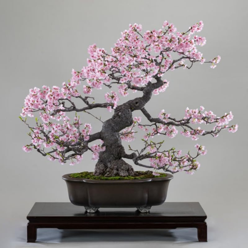 Kwanzan Cherry Blossom Tree Plant Live, Bloom Tree, 2.5 Inch Pot - Image 6