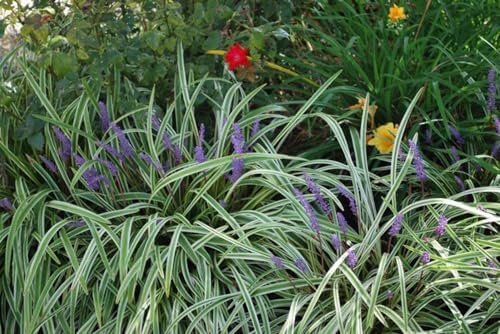 Perennial Farm Liriope M. 'Variegata' (Variegated Lilyturf) – Ornamental Grass in #1 Container, Lilac-Purple Flower Spikes, Variegated Green & Cream Foliage, Shade Tolerant, Great for Borders & Edging - Image 6